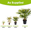 Hardy Fan Palm Hardy Fan Palm