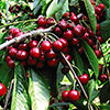 Cherry Bush Porthos Cherry Bush Porthos