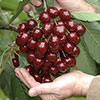 Cherry Bush Porthos Cherry Bush Porthos