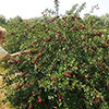 Cherry Bush Porthos Cherry Bush Porthos