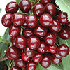 Cherry Stella Tree