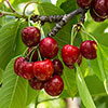 Cherry Stella Tree