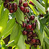 Cherry Stella Tree