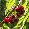 Cherry Stella Tree