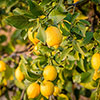 Citrus Lemon Tree