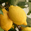 Citrus Lemon Tree