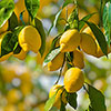 Citrus Lemon Tree