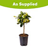 Citrus Lemon Tree