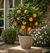 Sicilian Orange Tree