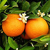Sicilian Orange Tree