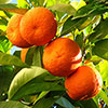 Sicilian Orange Tree