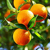 Sicilian Orange Tree