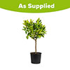 Sicilian Orange Tree