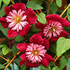 Premium Double Clematis Avant Garde Premium Double Clematis Avant Garde