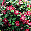 Premium Double Clematis Avant Garde Premium Double Clematis Avant Garde