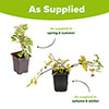 Premium Double Clematis Avant Garde Premium Double Clematis Avant Garde