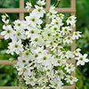 Evergreen Clematis Early Sensation Evergreen Clematis Early Sensation