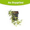 Evergreen Clematis Early Sensation Evergreen Clematis Early Sensation