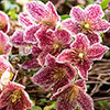 Clematis Freckles Clematis Freckles
