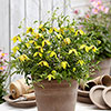Clematis Little Lemons Clematis Little Lemons
