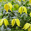 Clematis Little Lemons Clematis Little Lemons