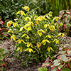 Clematis Little Lemons Clematis Little Lemons