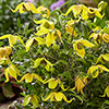 Clematis Little Lemons Clematis Little Lemons