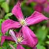 Clematis Madame Julia Correvon Clematis Madame Julia Correvon