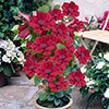 Patio Clematis Nubia Boulevard Patio Clematis Nubia Boulevard