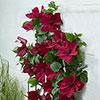 Patio Clematis Nubia Boulevard Patio Clematis Nubia Boulevard