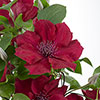 Patio Clematis Nubia Boulevard Patio Clematis Nubia Boulevard