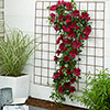 Patio Clematis Nubia Boulevard Patio Clematis Nubia Boulevard