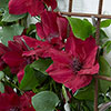 Patio Clematis Nubia Boulevard Patio Clematis Nubia Boulevard