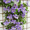 Patio Clematis Olympia Boulevard