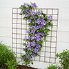 Patio Clematis Olympia Boulevard