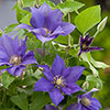 Patio Clematis Olympia Boulevard