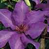 Clematis The President 
