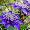 Clematis The President