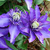 Clematis The President