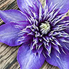 Clematis The President