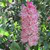 Clethra alnif. Ruby Spice 