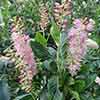 Clethra alnif. Ruby Spice 