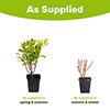 Clethra Ruby Spice