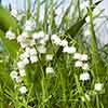 Lily of the Valley Convallaria majalis Lily of the Valley Convallaria majalis