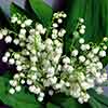 Lily of the Valley Convallaria majalis Lily of the Valley Convallaria majalis