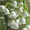 Lily of the Valley Convallaria majalis Lily of the Valley Convallaria majalis