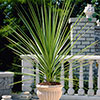 Cordyline australis Green