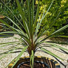 Cordyline australis Green