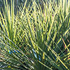 Cordyline australis Green