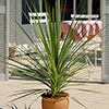 Cordyline australis Green